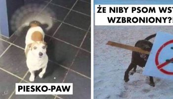 20 zdjęć głupkowatych psów, które powinny mieć płacone za swoje talenty komediowe