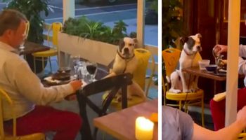 Niecodzienna scena w restauracji. Mężczyzna był na najsłodszej randce ze swoim psem