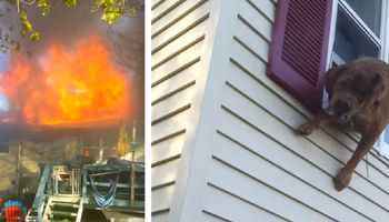 Zdesperowany pies wyskakuje przez okno płonącego domu, aby uciec przed straszliwym pożarem