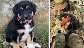 Żołnierka spotyka psa, którego uratowała za granicą. „Nie mogła uwierzyć, że to się dzieje”
