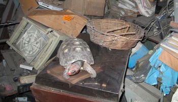 Po 30 latach zaginiony żółw zostaje odnaleziony na strychu – wciąż żywy i zdrowy