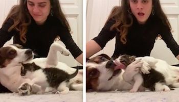 Zrozpaczony pies poznaje nową kocią siostrzyczkę i natychmiast obsypuje ją pocałunkami