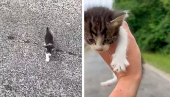 Zatrzymał się na drodze, aby uratować porzuconą kotkę i szybko wpadł w zasadzkę
