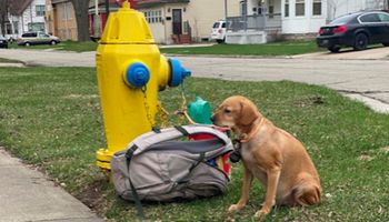 Suczka przywiązana smyczą do hydrantu. Obok leżał plecak z jej ulubionymi rzeczami oraz liścik