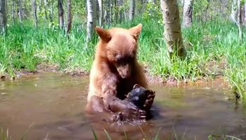 Kamera obserwacyjna przyłapuje niedźwiadka kąpiącego się razem z zabawkowym misiem