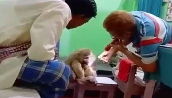 Dzika małpa wchodzi do gabinetu lekarskiego, aby uzyskać pomoc dla swojego dziecka