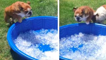 Uroczy bulldog skacze z radości, gdy widzi swój nowy basen pełen kostek lodu