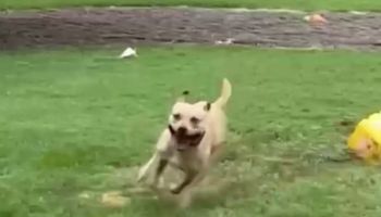 Pies, który był 175 dni w schronisku, zaczął tańczyć w deszczu, gdy w końcu opuścił placówkę