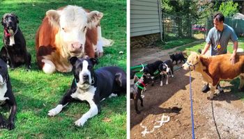 Mini krowa, którą odrzuciło własne stado, zostaje adoptowana przez grupę psów