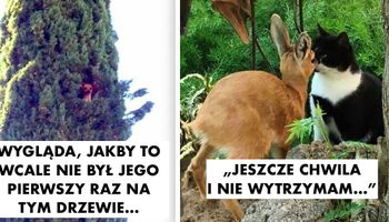 20 fotek zwierzaków przyłapanych na robieniu mega śmiesznych i dziwnych rzeczy