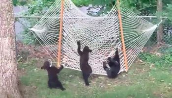 Przyłapała trzy małe niedźwiadki bawiące się w jej ogródku. „Zabawnie było to zobaczyć”