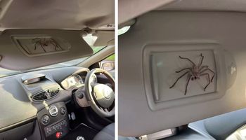Od ponad roku dzieli samochód z ogromnym pająkiem. „Jazda z nim jest ekscytująca”