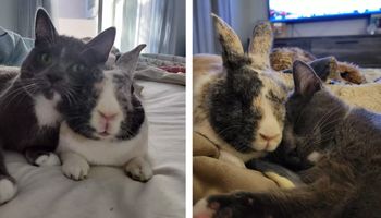 Uratowany królik „adoptuje” kotkę i zostaje jej najlepszym przyjacielem na zawsze