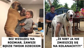 20 psów-gigantów, które myślą, że nadal są maluszkami