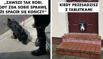 15 najbardziej głupkowatych zdjęć psów, jakie kiedykolwiek widzieliśmy