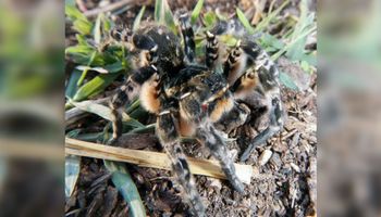 Tarantula ukraińska dotarła do Polski. Agresywny pająk, którego jad paraliżuje ofiarę