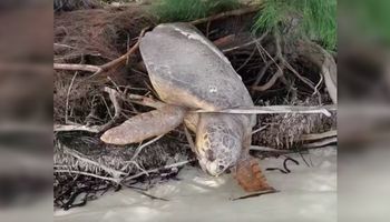 Mężczyzna zauważa żółwia morskiego uwięzionego na lądzie i przywraca go do życia