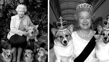 Psy królowej straciły swoją ukochaną panią. Co się z nimi stanie po śmierci monarchini?