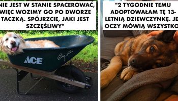 20 psich seniorów, które cieszą się swoimi złotymi latami. Bo starszy – nie znaczy gorszy!