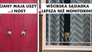 20 wścibskich psiaków, które kochają wsadzać nos w nie swoje sprawy