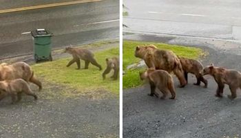 Grupa niedźwiedzi przechadza się po ulicy! Tuż obok tereny zamieszkane przez ludzi
