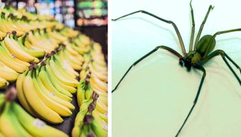 Podkarpacie: Kobieta ugryziona przez egzotycznego pająka, który ukrywał się wśród bananów