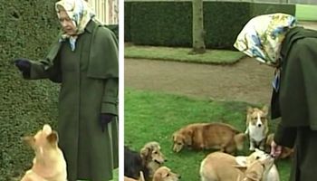 Królowa próbuje przypomnieć sobie imiona swoich ukochanych psów. Wzruszający filmik z 2006 r.