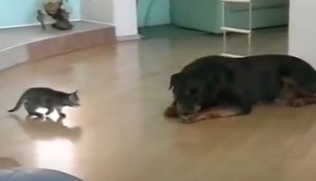 Malutki kotek próbuje rzucić się na ogromnego rottweilera. Filmik zwala z nóg
