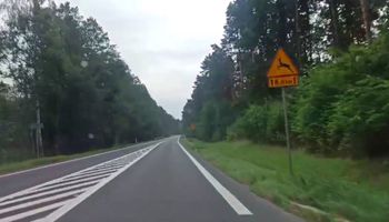 Filmik z DK11 przestrogą dla kierowców. Oto, dlaczego należy zwolnić, gdy jedzie się obok lasu