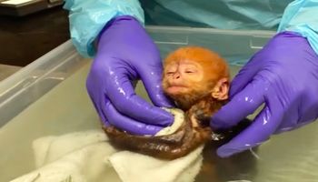 Małą małpkę po raz pierwszy poddano kąpieli. Wideo roztapia serca nawet największych twardzieli