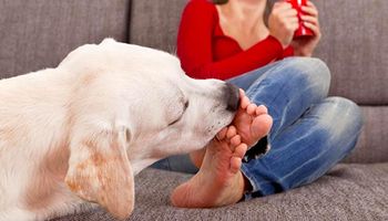 Pies nie bez powodu liże Twoje stopy. W ten sposób próbuje ci wiele powiedzieć