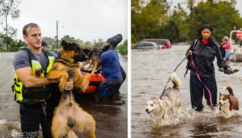 Poruszające zdjęcia z Florydy pokazujące, że zwierzęta to rodzina – a rodziny się nie zostawia