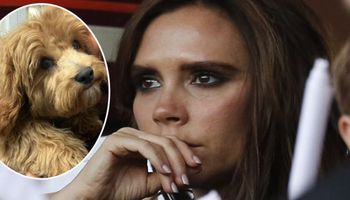 Victoria Beckham w szoku! Pies niszczy jej kalendarz adwentowy za prawie 2 tysiące