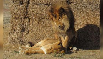 Schorowana lwica umiera. Zachowanie jej partnera złamało serce opiekunom