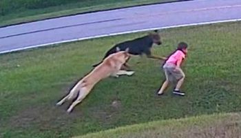 Agresywny pies chce zaatakować 6-latka. Nie wiedział, że obserwuje go owczarek niemiecki