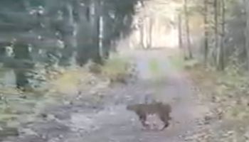 Niezwykle rzadki dziki zwierzak zauważony w lesie na Dolnym Śląsku. Jest nagranie!