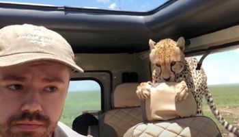Gepard wdarł się do samochodu turysty. Przerażające nagranie z safari