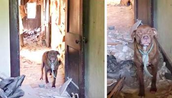 Agresywny pit bull strzegł opuszczonego domu. W środku ukrywał smutną tajemnicę