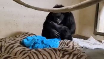 Kilka dni po cesarce, szympansica w końcu widzi swoje dziecko. To niezwykłe, co nagrały kamery