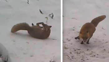 Pracownicy Paru Narodowego z ukrycia nagrali lisa. Jego wyczyny w śniegu rozkładają na łopatki