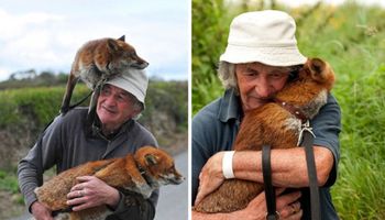 Starszy Irlandczyk uratował dwa lisy. Niebywałe, w jaki sposób mu się odwdzięczyły!