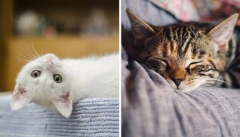Dlaczego koty chorują na nerki? Znamy przyczynę i pierwsze objawy choroby!