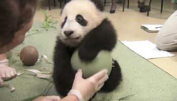 Mała panda wpada w najbardziej uroczą furię, gdy próbują odebrać jej piłkę. Co za słodycz!