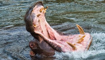 Głodny hipopotam połyka w całości 2-letniego chłopca
