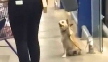 Niemożliwe, co działo się w supermarkecie! Mały pies wyciągał do każdego łapę – miał swój powód
