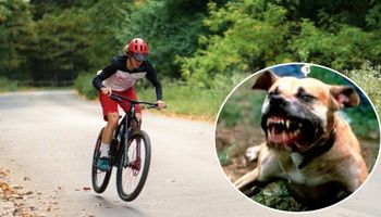 11-latek jechał na rowerze, zaatakowały go pitbulle. Zaciągnęły go do rowu