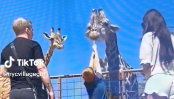 Tragiczna wizyta w ZOO. Żyrafa zaatakowała dziecko, jest wideo
