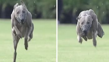 Prędkość tego psa dosłownie zapiera dech – jego niezwykły bieg obejrzało ponad 14 milionów ludzi!