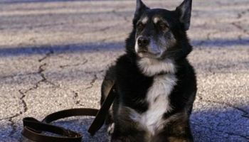 Nie żyje Ruby – pierwszy pies ze schroniska, który dołączył do służb K-9