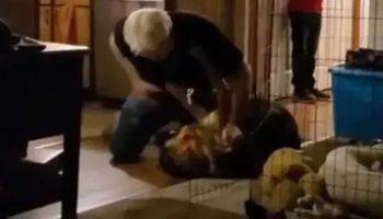 Kamera wykazała, co weterynarz robił z psem. Nie wiedział, że jest nagrywany